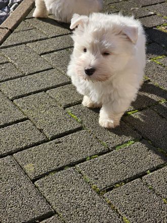 Westie Welpen