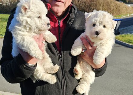 Westie Welpen
