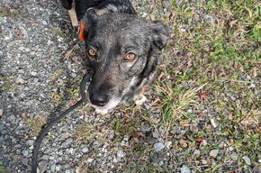 liebevolles Zuhause gesucht