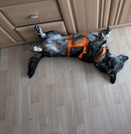 liebevolles Zuhause gesucht