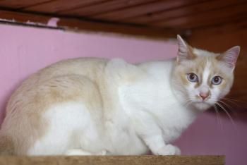 Nacho und Snowi