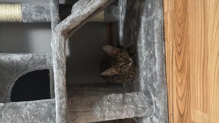 Bengalkitten