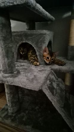 Bengalkitten