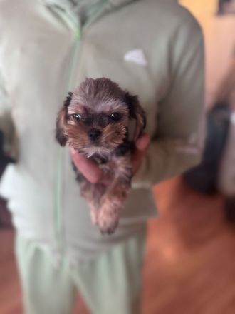 Kleinbleibende Yokshire - Piginese welpen