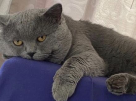 Deckkater Bkh im Blau