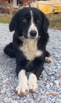 Lascaria, geb. ca. 12/2021, lebt in GRIECHENLAND, auf einer privaten Pflegestelle