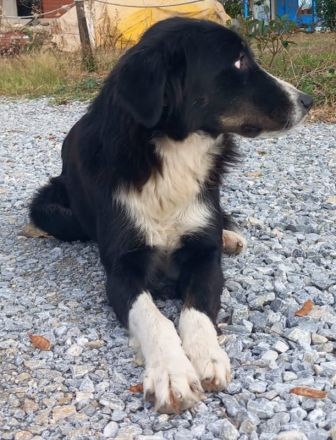 Lascaria, geb. ca. 12/2021, lebt in GRIECHENLAND, auf einer privaten Pflegestelle