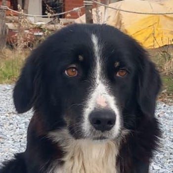 Lascaria, geb. ca. 12/2021, lebt in GRIECHENLAND, auf einer privaten Pflegestelle