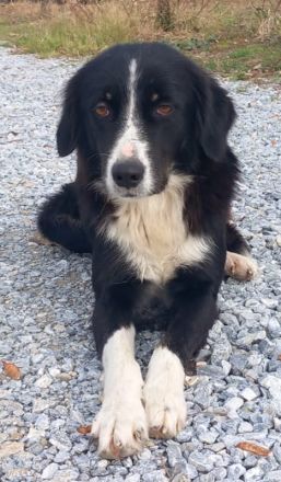 Lascaria, geb. ca. 12/2021, lebt in GRIECHENLAND, auf einer privaten Pflegestelle