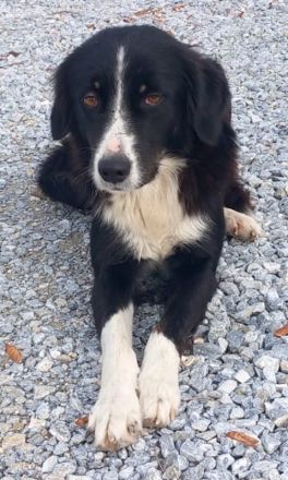 Lascaria, geb. ca. 12/2021, lebt in GRIECHENLAND, auf einer privaten Pflegestelle