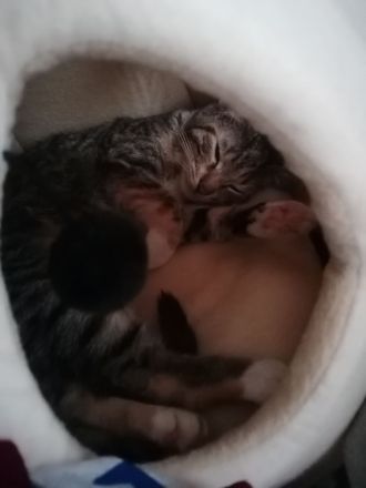 Hauskatze zu verkaufen