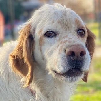 Mael, geb. ca. 01/2021, lebt in GRIECHENLAND, auf einer privaten Pflegestelle