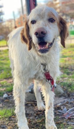 Mael, geb. ca. 01/2021, lebt in GRIECHENLAND, auf einer privaten Pflegestelle