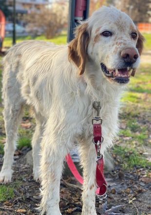 Mael, geb. ca. 01/2021, lebt in GRIECHENLAND, auf einer privaten Pflegestelle