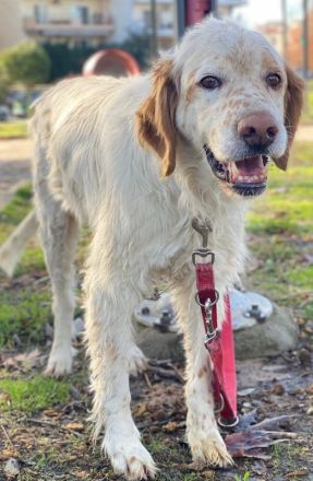 Mael, geb. ca. 01/2021, lebt in GRIECHENLAND, auf einer privaten Pflegestelle