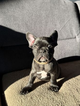 Französische Bulldogge Welpen