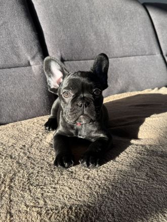 Französische Bulldogge Welpen