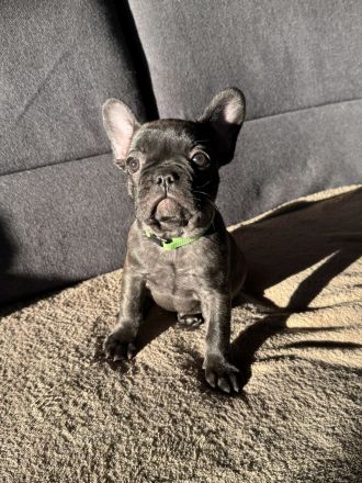 Französische Bulldogge Welpen