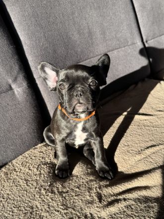 Französische Bulldogge Welpen