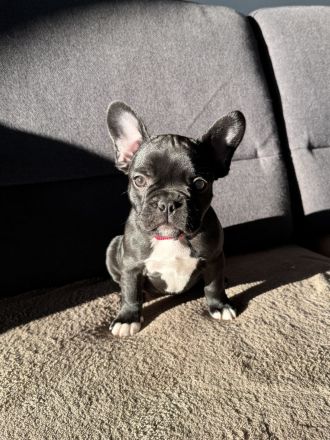 Französische Bulldogge Welpen