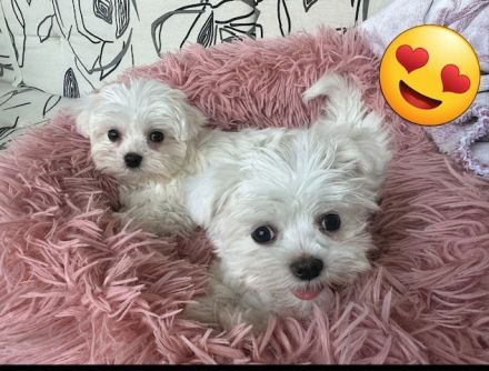 2 wunderschöne Malteser Welpen mit Stammbaum