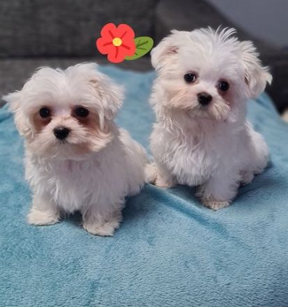 2 wunderschöne Malteser Welpen mit Stammbaum