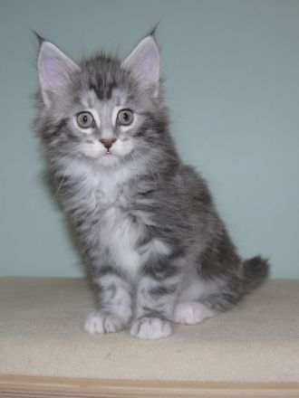 Maine Coon Mädchen mit gutem Stammbaum 7 Wochen ab März