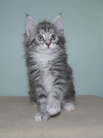 Maine Coon Mädchen mit gutem Stammbaum 7 Wochen ab März