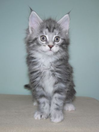 Maine Coon Mädchen mit gutem Stammbaum 7 Wochen ab März