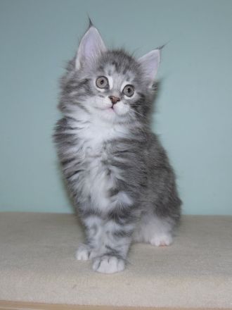 Maine Coon Mädchen mit gutem Stammbaum 7 Wochen ab März