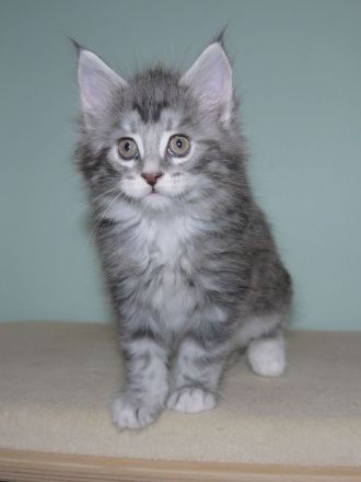 Maine Coon Mädchen mit gutem Stammbaum 7 Wochen ab März