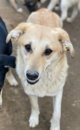 Nepal, Myanmar, geb. ca. 01/2024, lebt in GRIECHENLAND, auf einer privaten Pflegestelle