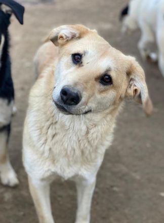 Nepal, Myanmar, geb. ca. 01/2024, lebt in GRIECHENLAND, auf einer privaten Pflegestelle