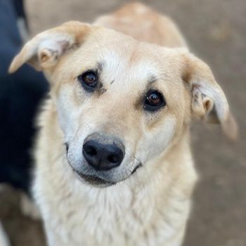 Nepal, Myanmar, geb. ca. 01/2024, lebt in GRIECHENLAND, auf einer privaten Pflegestelle