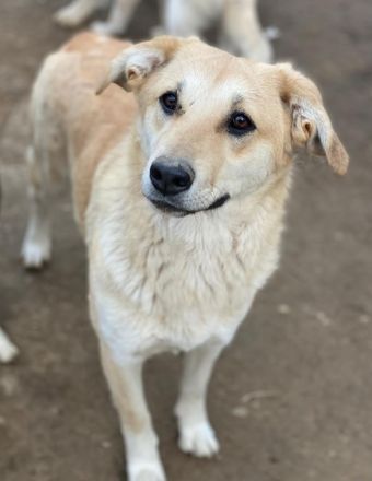 Nepal, Myanmar, geb. ca. 01/2024, lebt in GRIECHENLAND, auf einer privaten Pflegestelle