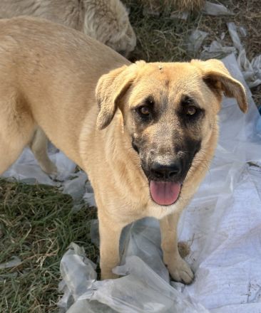 Hermine Granger und Fleur Delacour, geb. ca. 12/2023, lebt in GRIECHENLAND