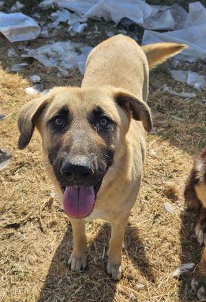 Hermine Granger und Fleur Delacour, geb. ca. 12/2023, lebt in GRIECHENLAND