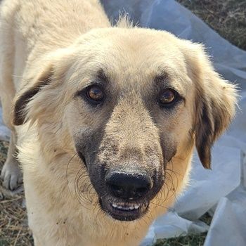 Hermine Granger und Fleur Delacour, geb. ca. 12/2023, lebt in GRIECHENLAND