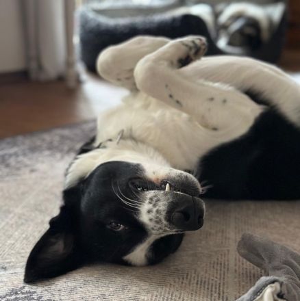 Cooper, geb. ca. 06/2023, lebt im Tierheim Ulm