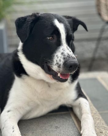 Cooper, geb. ca. 06/2023, lebt im Tierheim Ulm