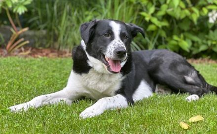 Cooper, geb. ca. 06/2023, lebt im Tierheim Ulm