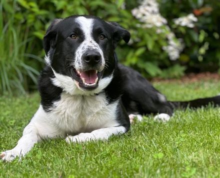 Cooper, geb. ca. 06/2023, lebt im Tierheim Ulm