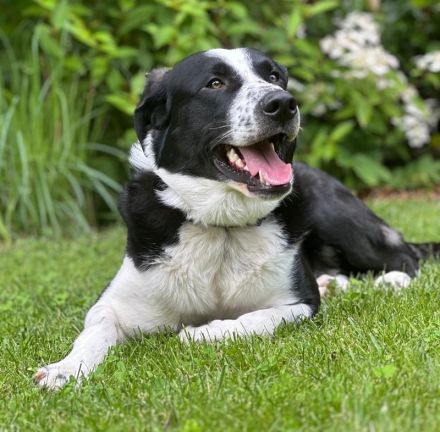 Cooper, geb. ca. 06/2023, lebt im Tierheim Ulm