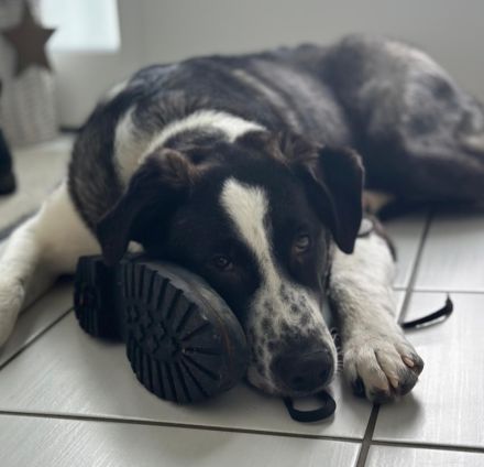 Cooper, geb. ca. 06/2023, lebt im Tierheim Ulm