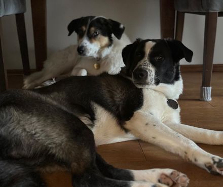 Cooper, geb. ca. 06/2023, lebt im Tierheim Ulm