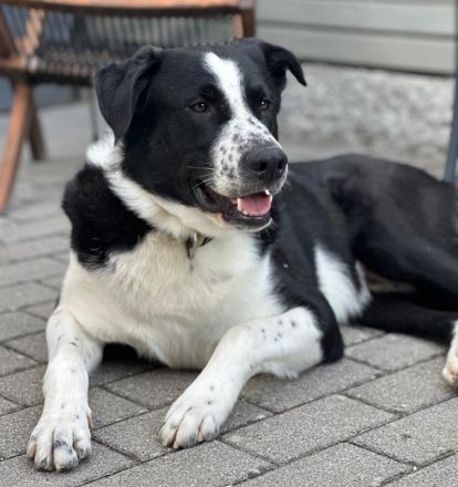 Cooper, geb. ca. 06/2023, lebt im Tierheim Ulm