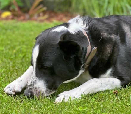 Cooper, geb. ca. 06/2023, lebt im Tierheim Ulm