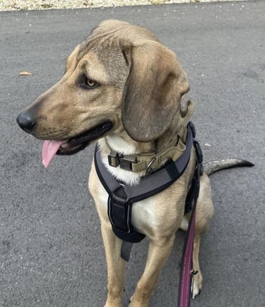 Obi, geb. ca. 12/2023, lebt im Tierheim Ulm