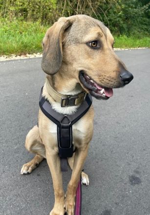 Obi, geb. ca. 12/2023, lebt im Tierheim Ulm