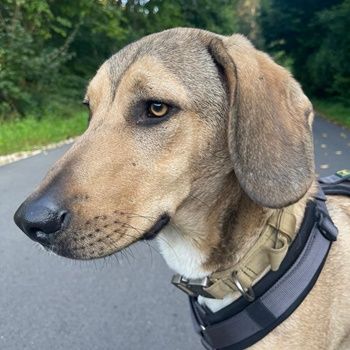 Obi, geb. ca. 12/2023, lebt im Tierheim Ulm